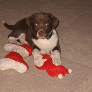 Meet your Posher, Harley